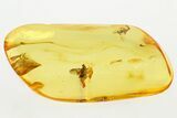 Detailed Fossil Dustywing and Predatory Snipe Fly In Baltic Amber #315579-2